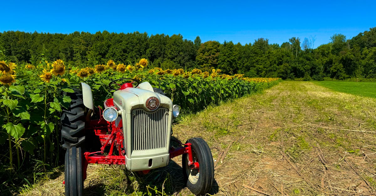 A vibrant red tractor in a sunflower field in Havre de Grace, MD, on a sunny summer day.